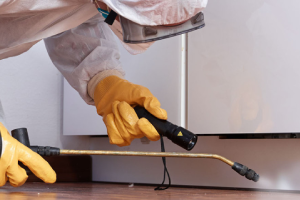 Messie Schädlingsbekämpfung Ingolstadt